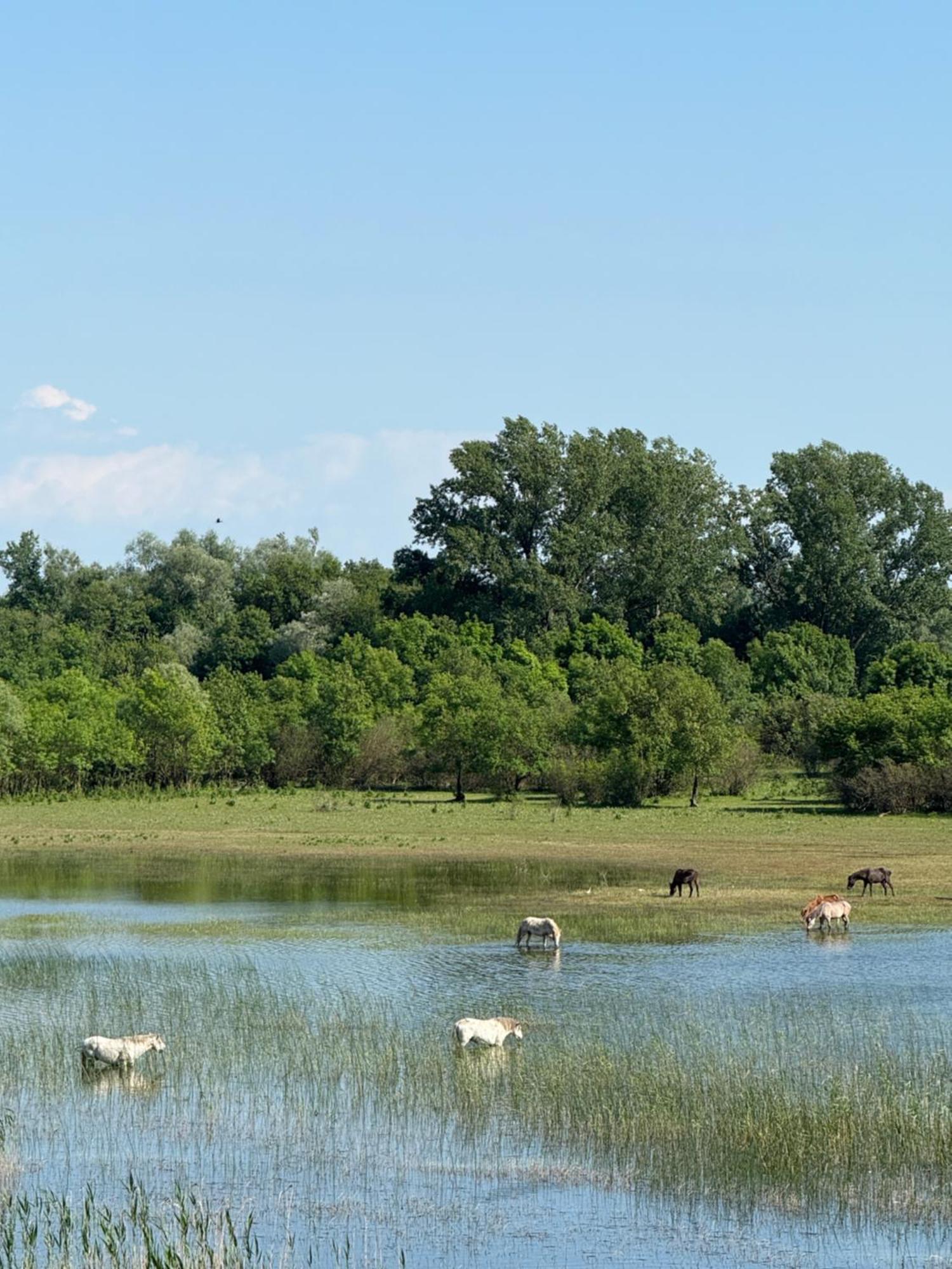 Lake Skadar Paradise Dodosi Eksteriør billede